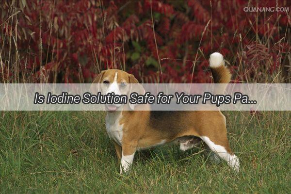 Is Iodine Solution Safe for Your Pups Paws A VetApproved Guide